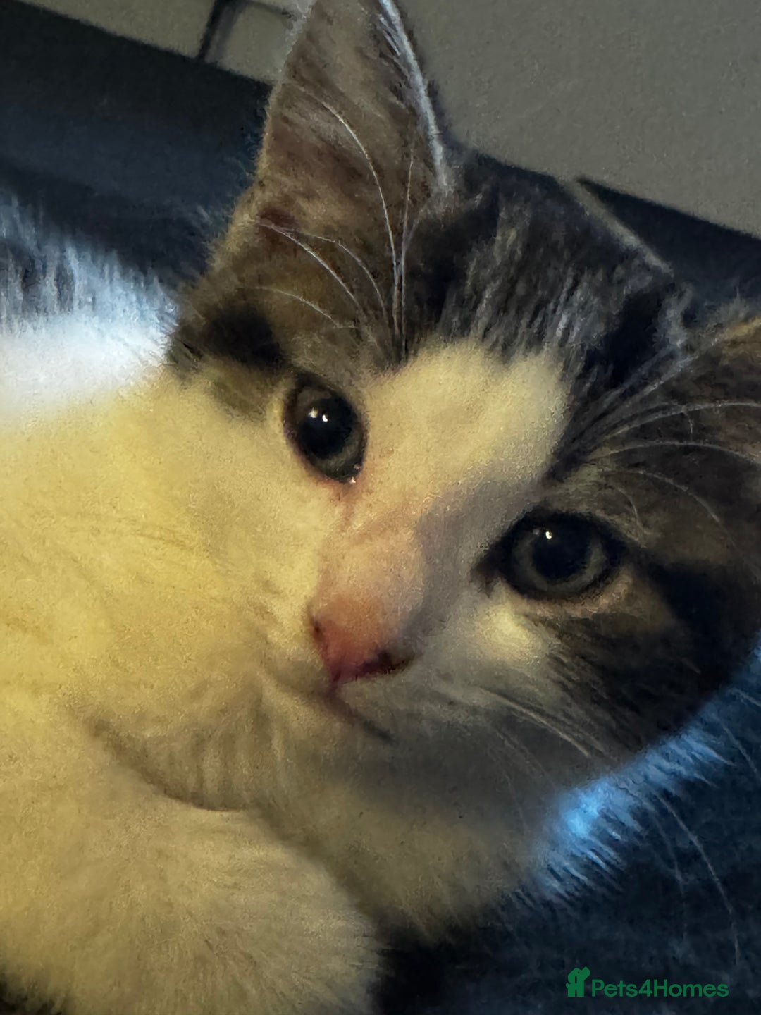 Domestic Shorthair cats for sale: 2 beautiful boy kittens  - Image 30