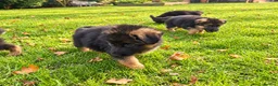 German Shepherd dogs for sale: World class German Shepherds - Advert 9