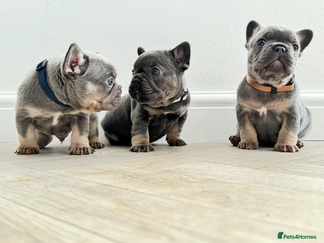 French Bulldog dogs for sale: ⭐️ 3 French bulldogs carrying L4 Fluffy 🧬 ⭐️ - Advert 1