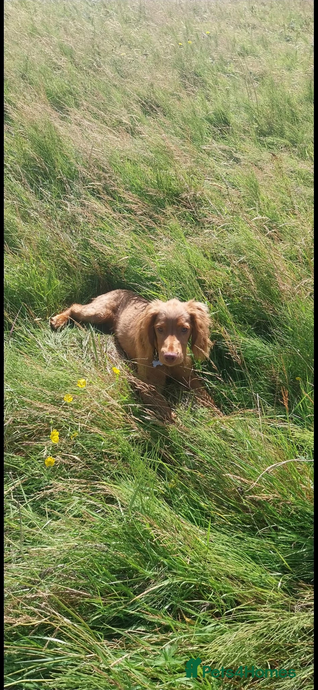 Cocker Spaniel dogs for stud: Cocker Spaniel for Stud - Image 5