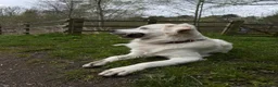 Golden Retriever dogs for stud: XL Old English Cream Golden Retriever STUD - Advert 12