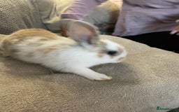 Lionhead rabbits for sale: lionhead bunies - Image 11