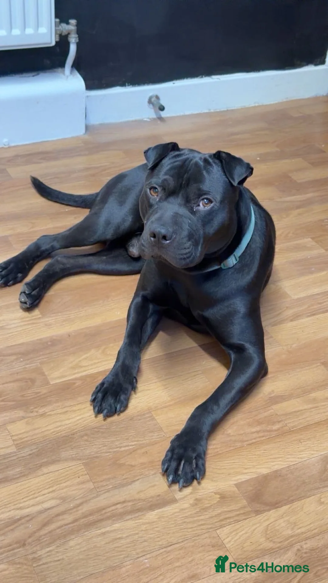 Mixed Breed dogs for sale: Staffy x shar pei  - Advert 5