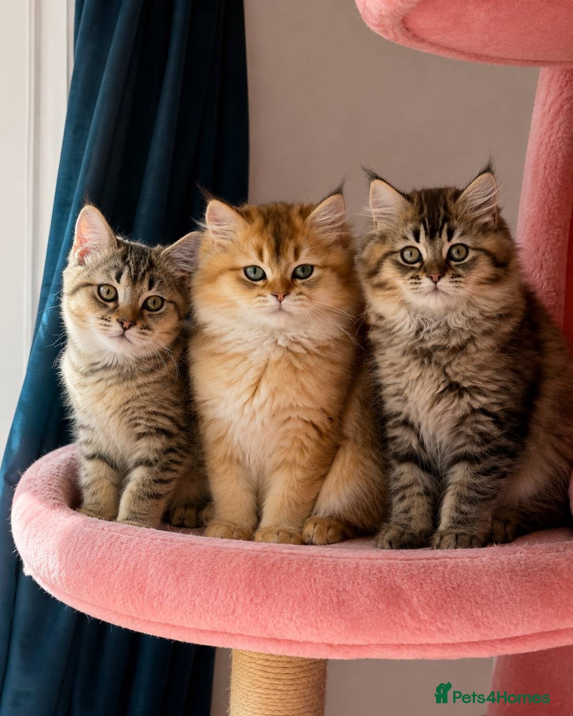 British Longhair cats  looking for a lovely home READY TO COLLECT - Advert 3