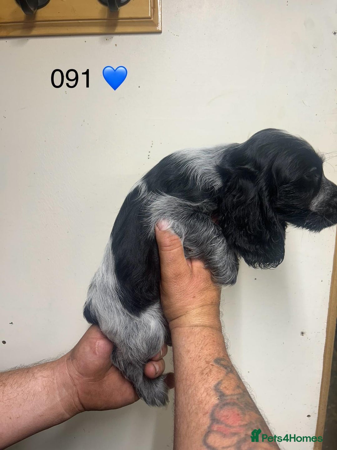 Cocker Spaniel dogs for sale: Blue Roan and Blue Roan & Tan - Image 8