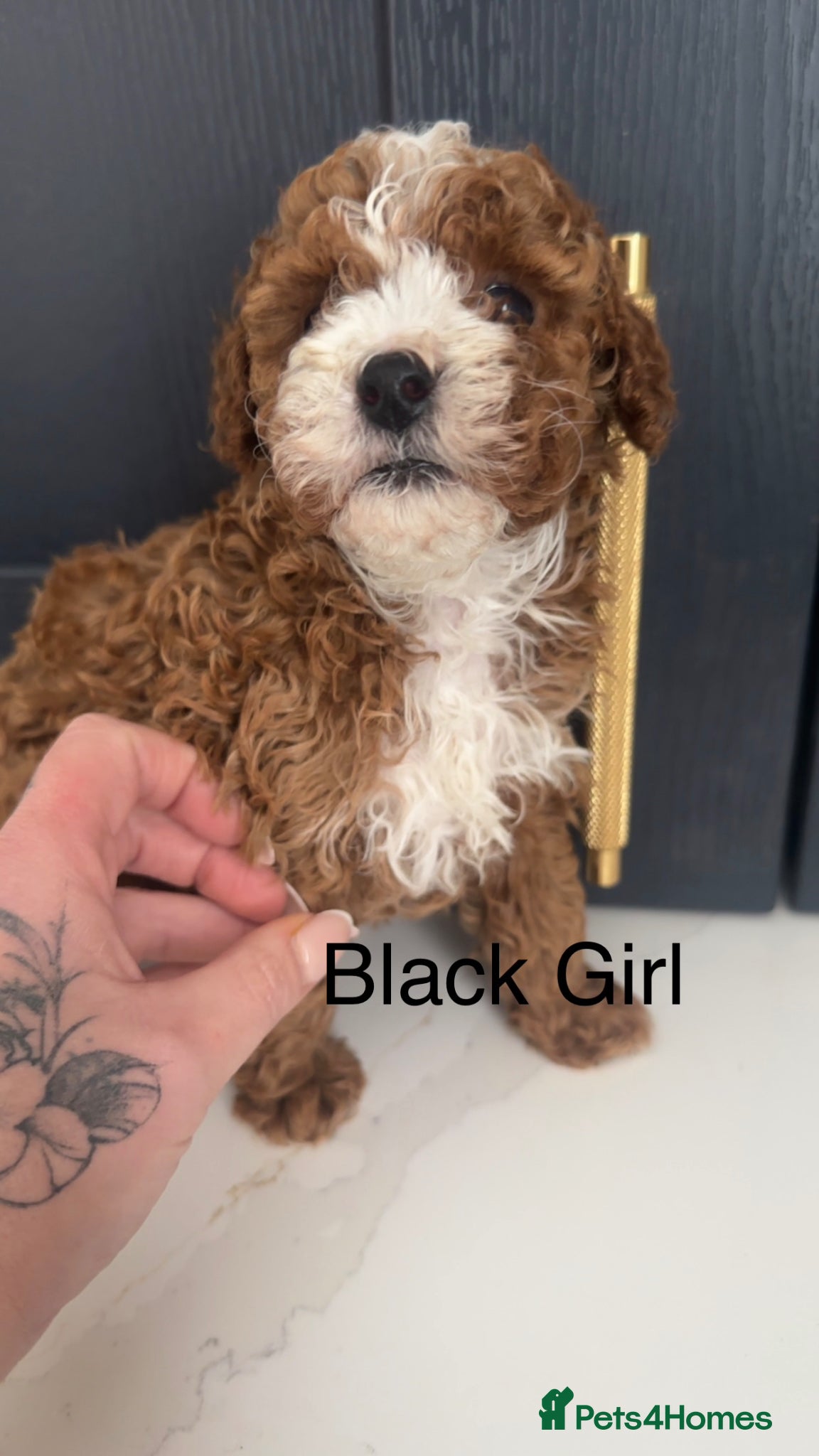 Cavapoo dogs F1 Cavapoo Puppies (Licenced Breeder) ⭐️⭐️⭐️⭐️⭐️ - Advert 1