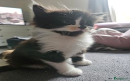 Mixed Breed birds for sale: Adorable kittens looking for forever home  - Image 11