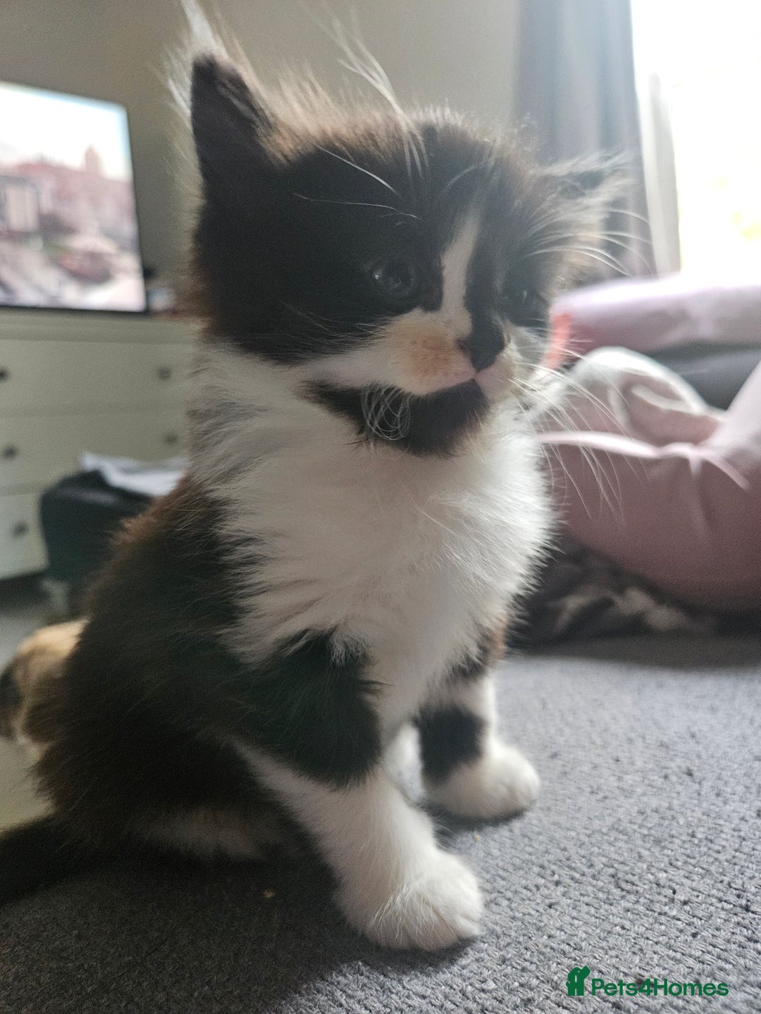 Mixed Breed birds for sale: Adorable kittens looking for forever home  - Image 11