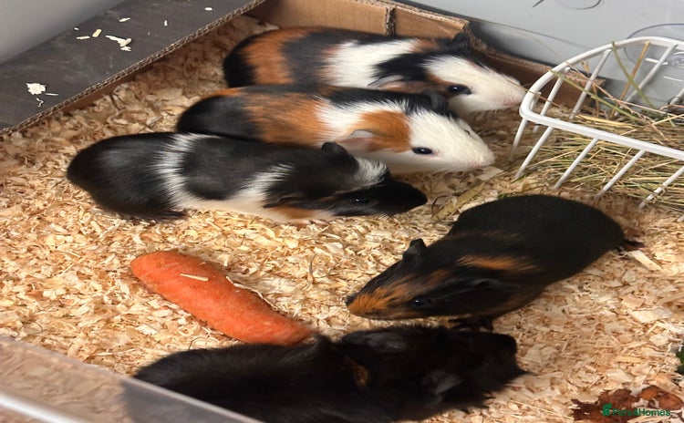 Guinea Pig rodents - Advert 1