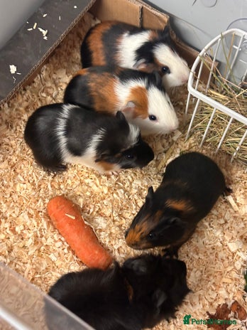 Guinea Pig rodents - Advert 5