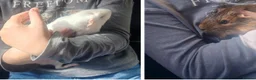 Guinea Pig rodents for sale: Two bonded female guinepigs  - Advert 2
