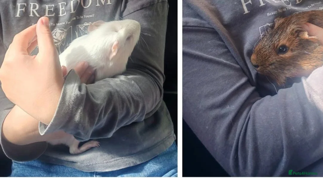 Guinea Pig rodents for sale: Two bonded female guinepigs  - Advert 2