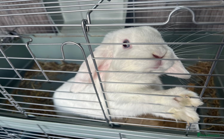 English Lop rabbits - Advert 1