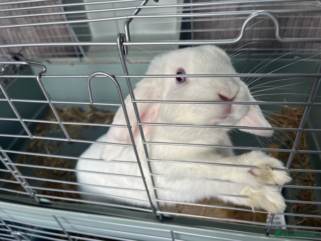 English Lop rabbits for sale: White Lop Eared Rabbit 5 moths old - Image 1