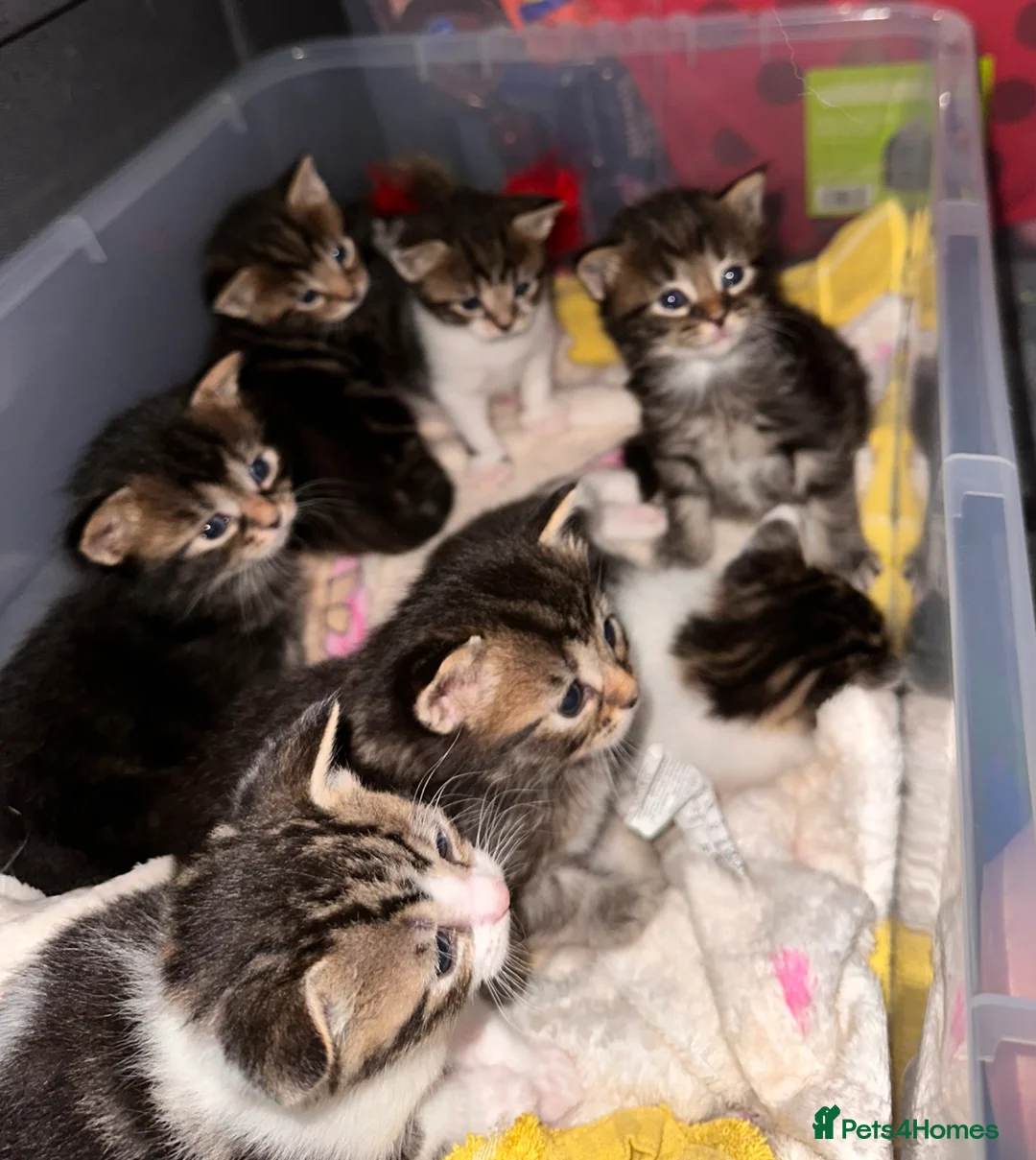 Mixed Breed cats for sale:  litter of 7 kittens looking for loving homes - Advert 1
