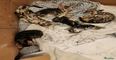 Bengal cats - Advert 2