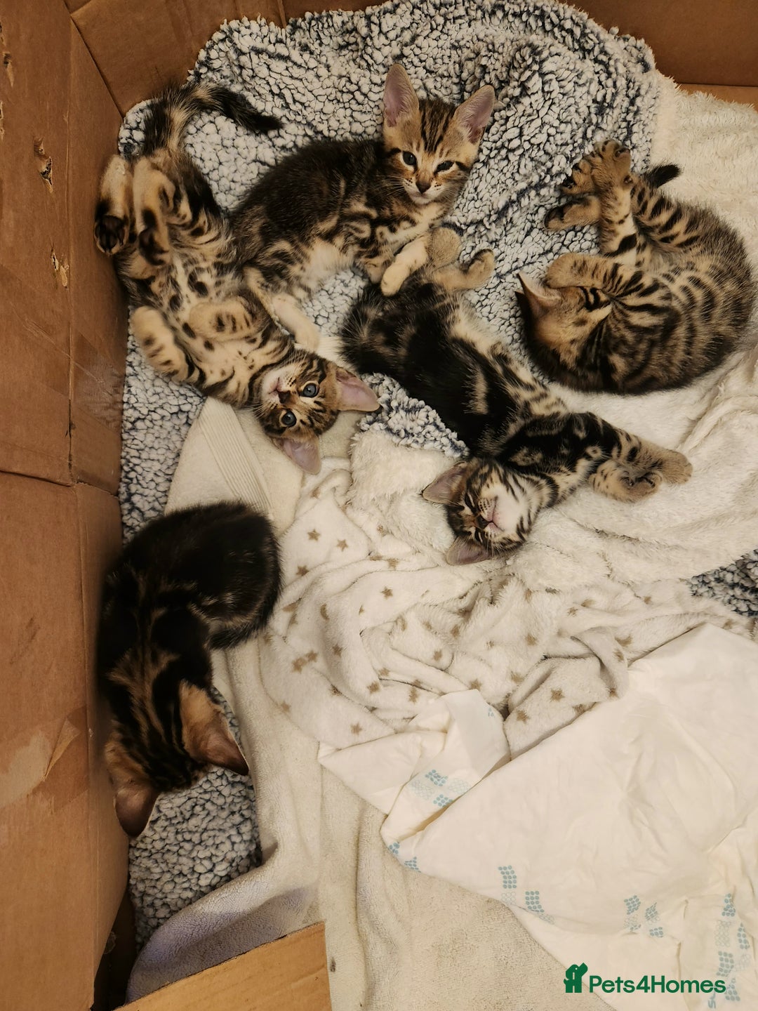 Bengal cats for sale: Little Bengal kittens - Image 3