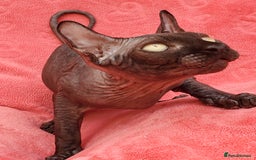 Sphynx cats for sale: Amazing kittens !!! in Maidstone - Image 10