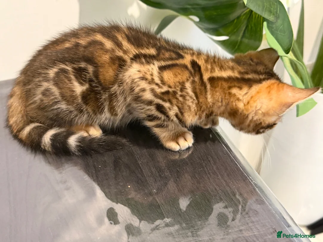 Bengal cats for sale: Top Quality Bengal Kittens (2 Boys, 1 Girl) - Advert 2