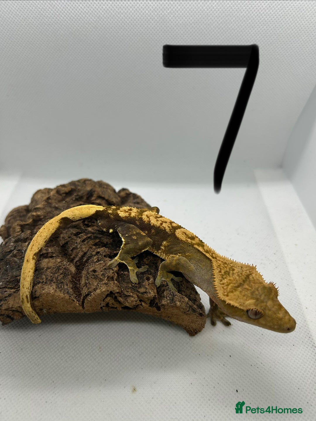 Gecko reptiles for sale: Crested geckos - Advert 5