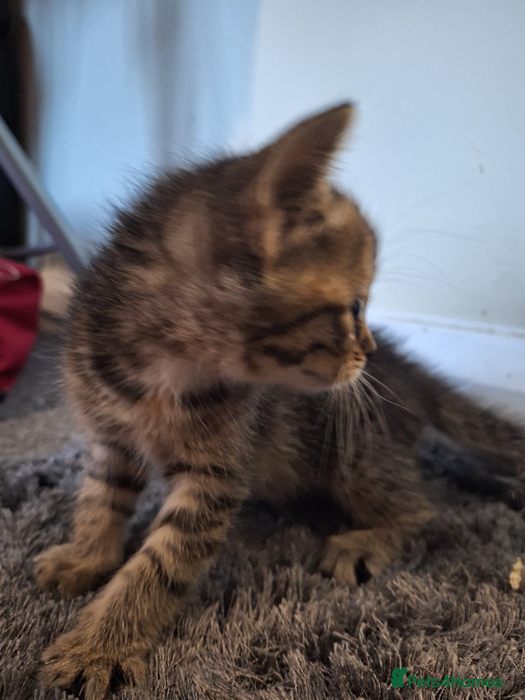 Mixed Breed cats for sale: Mix breed kittens, 1/4 ragdoll  - Advert 32