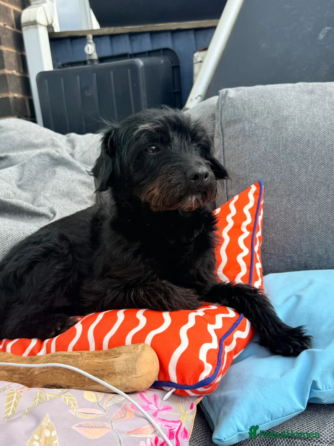 Mixed Breed dogs for sale: Frenchie x Yorkipoo Puppies –Homes Wanted 🐾 in Leeds - Advert 11