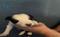 Border Collie dogs for sale: Border Collie Puppies - Image 11