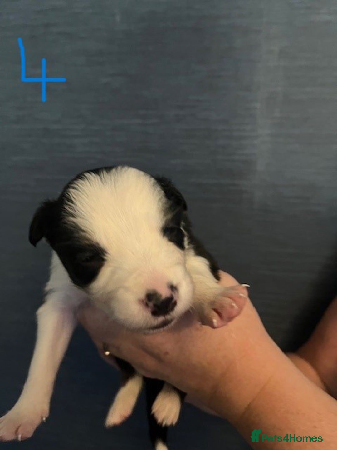 Border Collie dogs for sale: Border Collie Puppies - Image 11