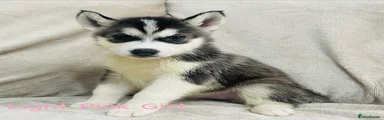 Siberian Husky Puppy Light pink