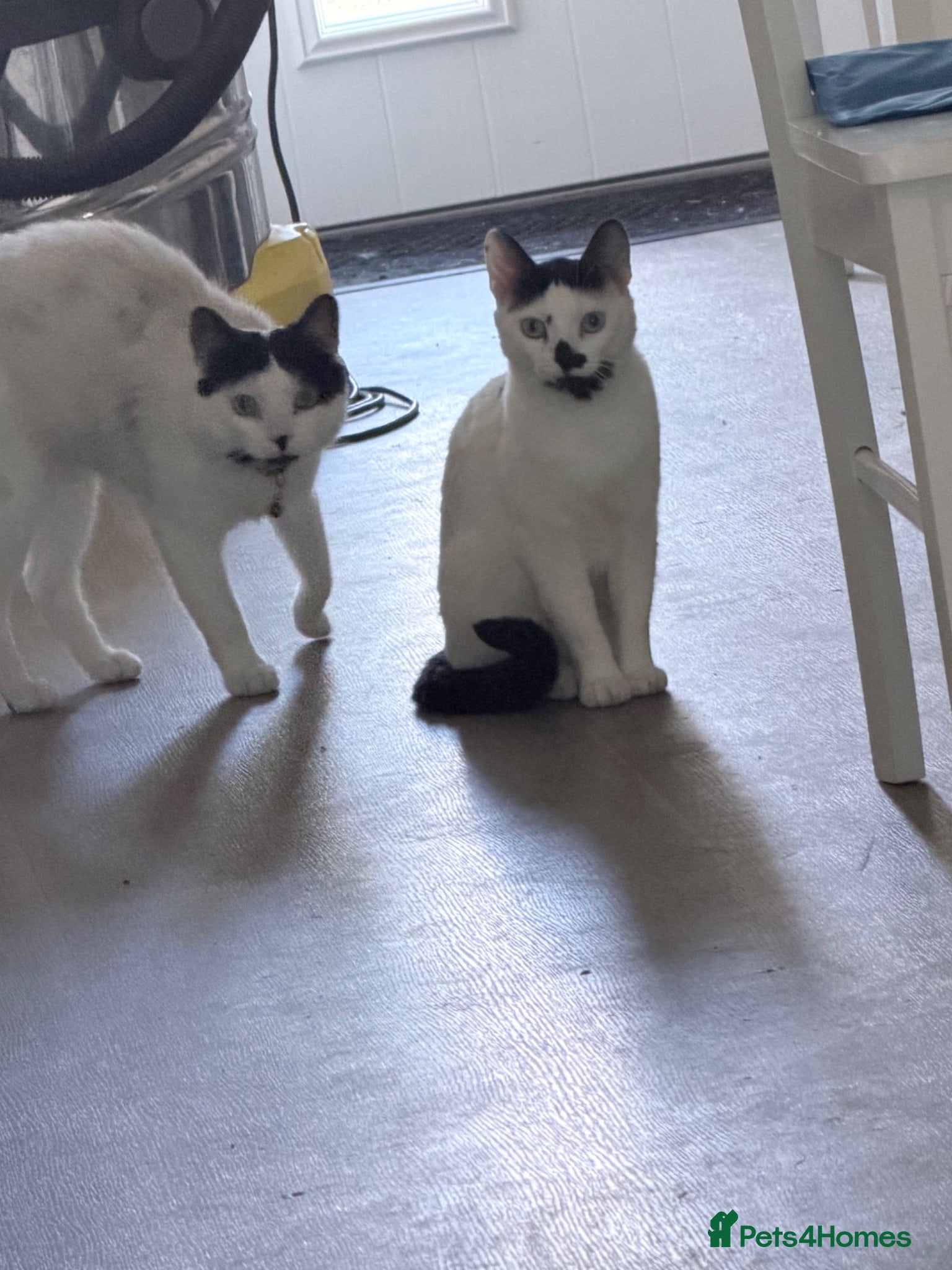 Mixed Breed cats 2 cats available for adoption  - Advert 2