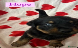Rottweiler dogs for sale: 2 girls remaining  - Image 4