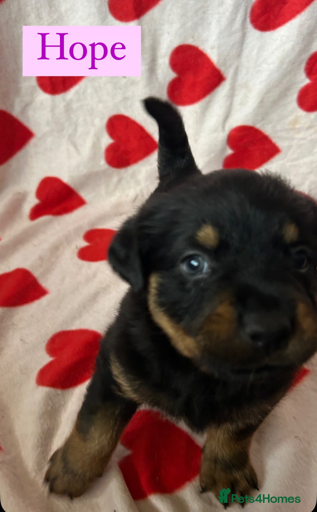 Rottweiler dogs for sale: 2 girls remaining  - Image 4