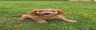 Cockapoo 2