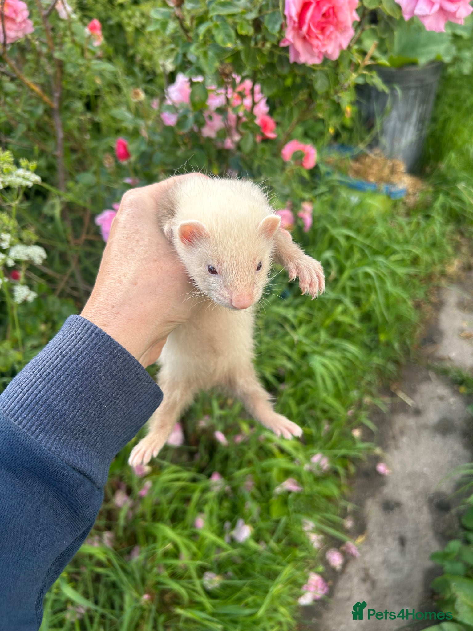 Ferret rodents for sale: KIT FERRETS FOR SALE  - Advert 2