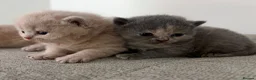 British Shorthair cats for sale: British shorthair kittens.  - Advert 15