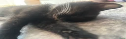 Mixed Breed cats for sale: Tabby and black kittens  - Advert 5