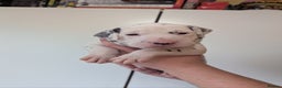 Dalmatian dogs for sale: Beautiful litter of 6 Dalmatian Puppies - Advert 5