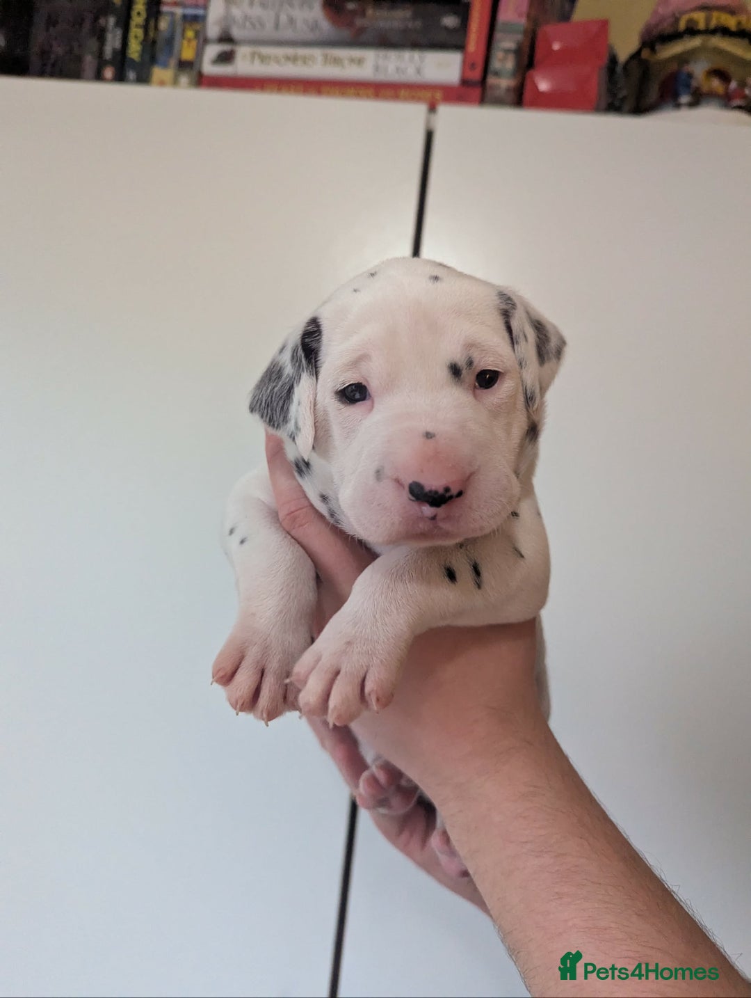 Dalmatian dogs for sale: Beautiful litter of 6 Dalmatian Puppies - Advert 5