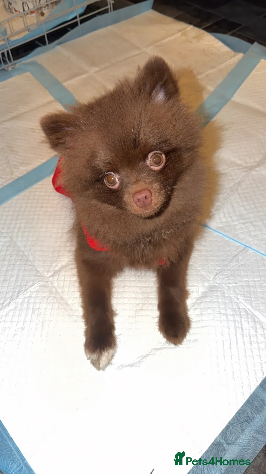 Pomeranian dogs for sale: Brown  **  Pomeranian  in Grimsby - Advert 4