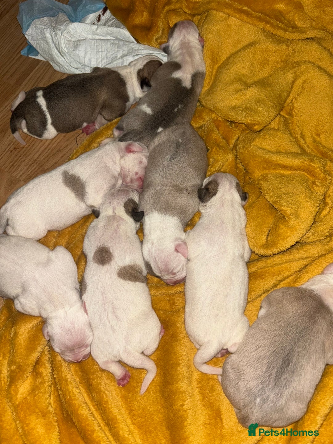 Mixed Breed dogs for sale: American bulldog cross pups - Image 4