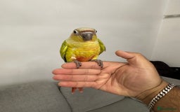 Parakeets birds for sale: Baby silly tame hand reared conures  - Image 4