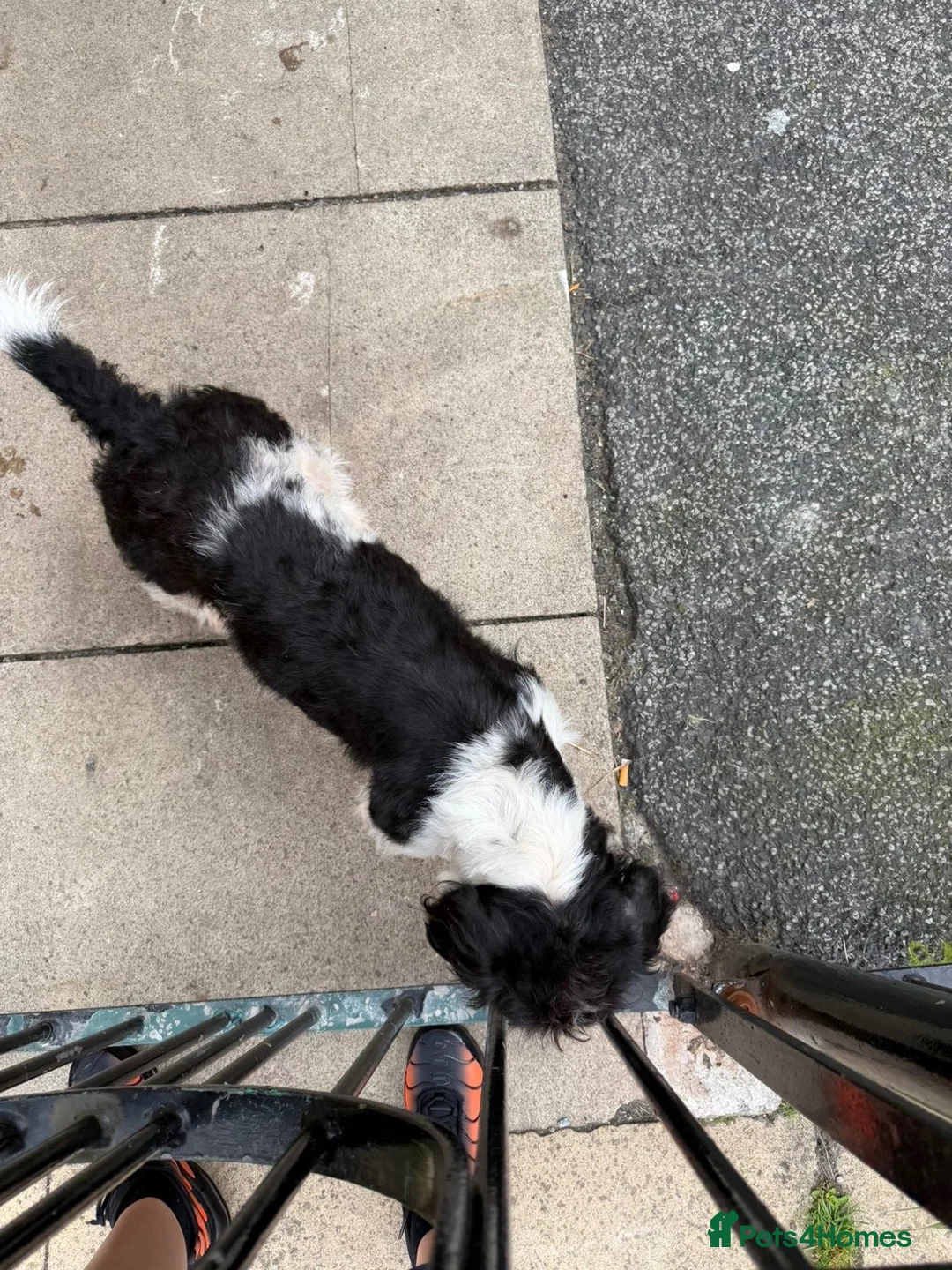 Mixed Breed dogs for sale: Rehoming / the price is incorrect! - Advert 3
