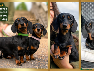 Miniature Dachshund dogs Champion Sired 4kg - IVDD Screened & PRA Clear in Tunbridge Wells - Advert 2