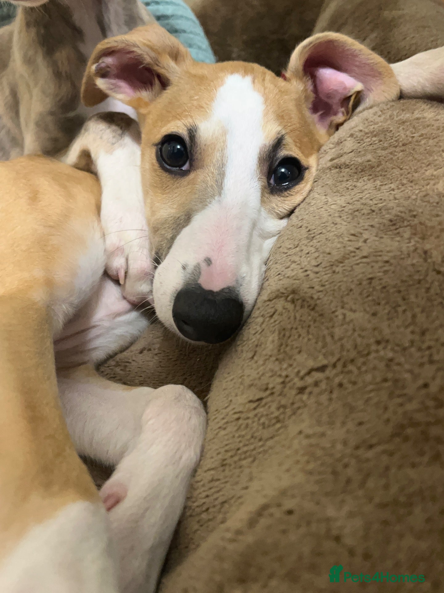 Whippet dogs for sale: Outstanding Male Whippets - Advert 10