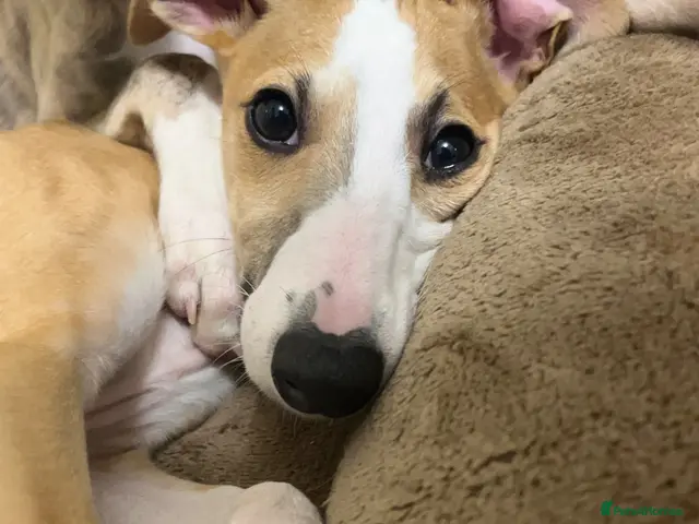 Whippet dogs for sale: Outstanding Male Whippets - Advert 10