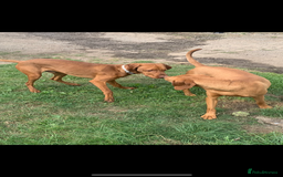 Hungarian Vizsla dogs for sale: Adult Hungarian vizslas 1 male 3 female  - Image 6