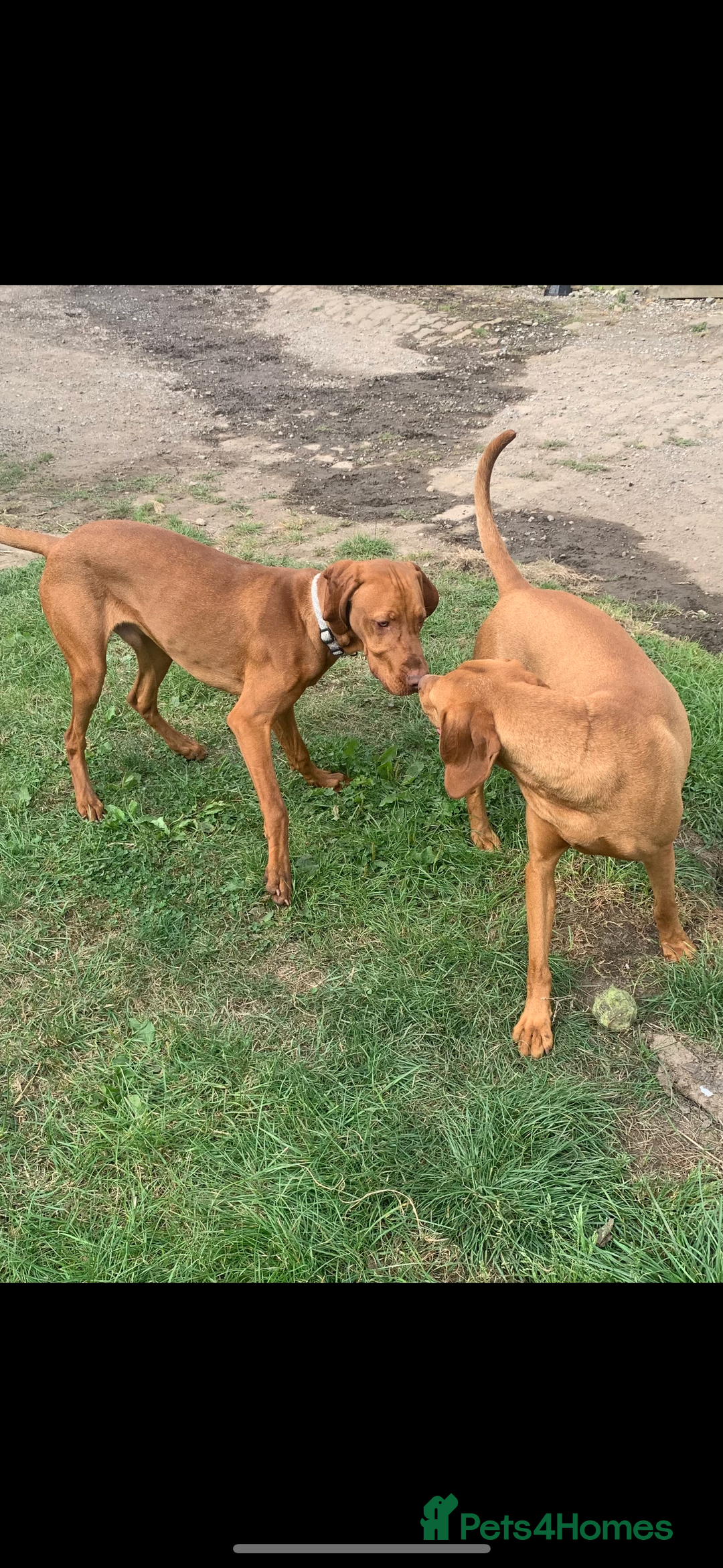 Hungarian Vizsla dogs for sale: Adult Hungarian vizslas 1 male 3 female  - Image 6