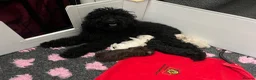 Toy Poodle dogs for stud: Stunning playful Parti Toy Poodle at Stud - Advert 11