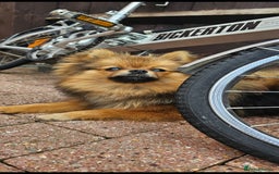 Pomeranian dogs for sale: Pomeranian Girls For Sale  - Image 3