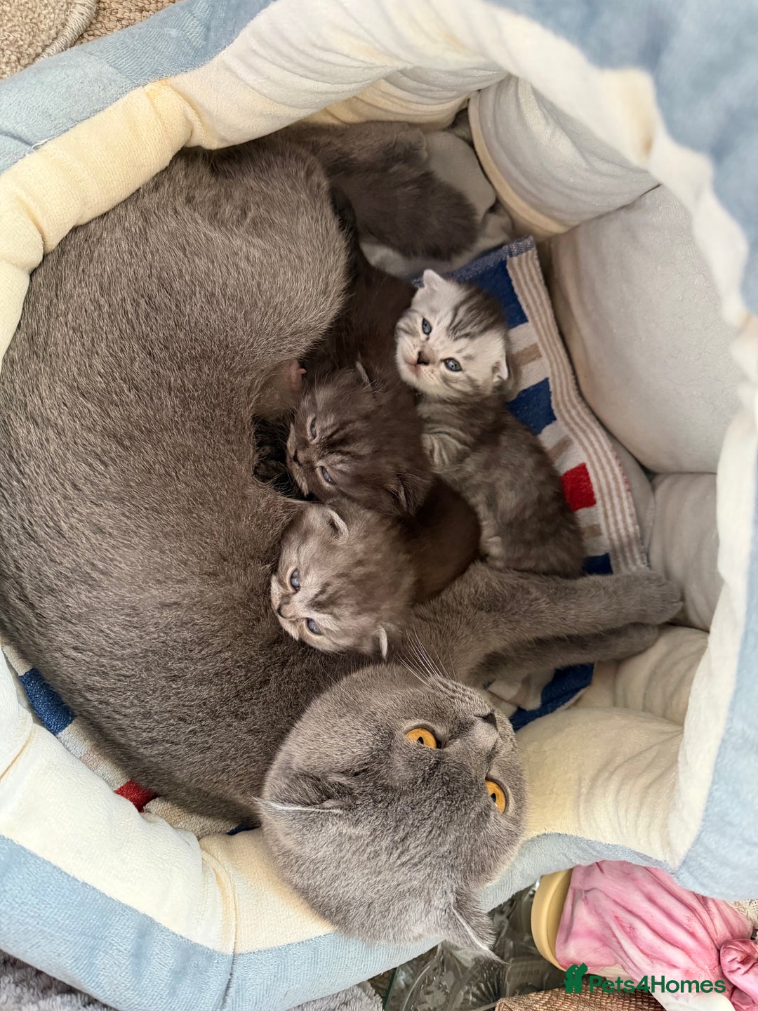 Scottish Fold cats for sale: Scottish Fold kittens - Advert 5